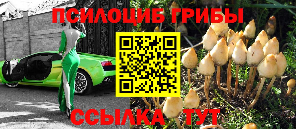 Псилоцибиновые грибы Cubensis Вязьма